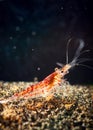 Shrimp aquarium Royalty Free Stock Photo