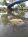 shrimp and bread in the water under the bridge Royalty Free Stock Photo