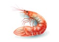 Shrimp cocktail drawing on a white background. seafood for a party or dinner at a restaurant serving food from the sea Royalty Free Stock Photo