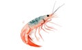 Shrimp cocktail drawing on a white background. seafood for a party or dinner at a restaurant serving food from the sea Royalty Free Stock Photo