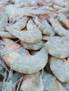 Shrimp Collony Royalty Free Stock Photo