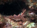 Shrimp on the coral at Underwater Royalty Free Stock Photo