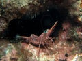 Shrimp on the coral at Underwater Royalty Free Stock Photo