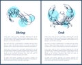 Shrimp and Crab Crustacean Vector Illustrations