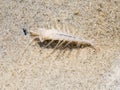Shrimp, Crangon crangon, on sand in shallow water at low tide of Waddensea, Netherlands Royalty Free Stock Photo
