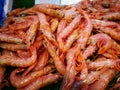 Shrimp in fish market Royalty Free Stock Photo