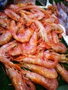 Shrimp in fish market Royalty Free Stock Photo