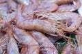 Shrimp in fish market Royalty Free Stock Photo