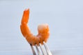 Shrimp on fork / Cooked seafood shrimps prawns ocean gourmet dinner in fork on dinner