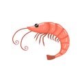 Shrimp, fresh seafood cartoon vector Illustration