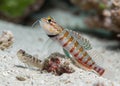 Vibrant Shrimp Goby Adding Color to the Sandy Ocean Floor Royalty Free Stock Photo