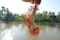 Shrimp grill on hand