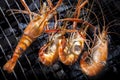 Shrimp grilled on barbeque charcoast oven Royalty Free Stock Photo