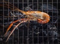 Shrimp grilled on bbq charcoal oven Royalty Free Stock Photo