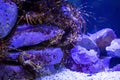 Shrimp hiding in stones in a tank Royalty Free Stock Photo