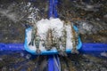 Shrimp in the ice pile for sales in Chonburi Province fresh market, Thailand Royalty Free Stock Photo