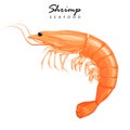 Shrimp icon. Boiled Prawn in shell on a white background