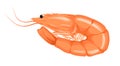 Shrimp icon. Boiled Prawn in shell on a white background.