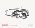 Vector shrimp flat style illustration