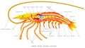 Shrimp internal anatomy