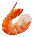 Shrimp isolated