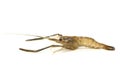Shrimp Royalty Free Stock Photo