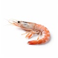 Shrimp Isolated On White Background - Authenticity And Explosive Pigmentation