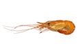 Shrimp isolated on white background Royalty Free Stock Photo