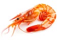 Shrimp isolated on white background. top view Royalty Free Stock Photo