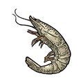 Shrimp isolated on white background. Vector black vintage engraving