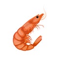 shrimp king tiger cartoon vector illustration