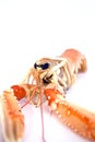 Shrimp langoustine Royalty Free Stock Photo