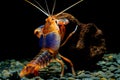 Shrimp lobster cherax yabby Crayfish destructor volcano Royalty Free Stock Photo