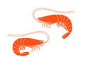 Shrimp Logo. Isolated shrimp on white background. Prawns