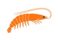 Shrimp logo. Isolated shrimp on white background. Prawns