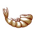 Shrimp meat icon, small shellfish body for food