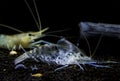 Shrimp molt Royalty Free Stock Photo