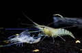 Shrimp molt Royalty Free Stock Photo