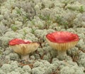 Shrimp mushroom Russula xerampelina Royalty Free Stock Photo