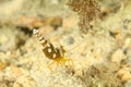 Shrimp - Periclimenes magnificus