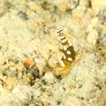 Shrimp - Periclimenes magnificus