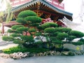 Shrimp Pine Bonsai, a very unique expensive plant with cool stem twists. It has prestige for your garden.