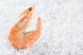 Shrimp on a placer of sea salt. One raw shrimp on a white background. Macro.