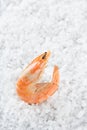 Shrimp on a placer of sea salt. One raw shrimp on a white background. Macro. Royalty Free Stock Photo
