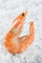 Shrimp on a placer of sea salt. One raw shrimp on a white background. Macro. Royalty Free Stock Photo