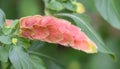 Shrimp Plant Bloom Closeup