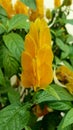 Yellow shrimp plant