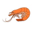 Shrimp Prawn Vector Illustration