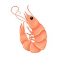 The shrimp is raw and fresh. Marine and river crustacean animals. Food ingredient, delicacy. Flat cartoon vector illustration