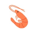 Shrimp, raw fresh seafood. Whole prawn with antennae, head, eyes, legs and tail. Sea food drawn in doodle style. Colored